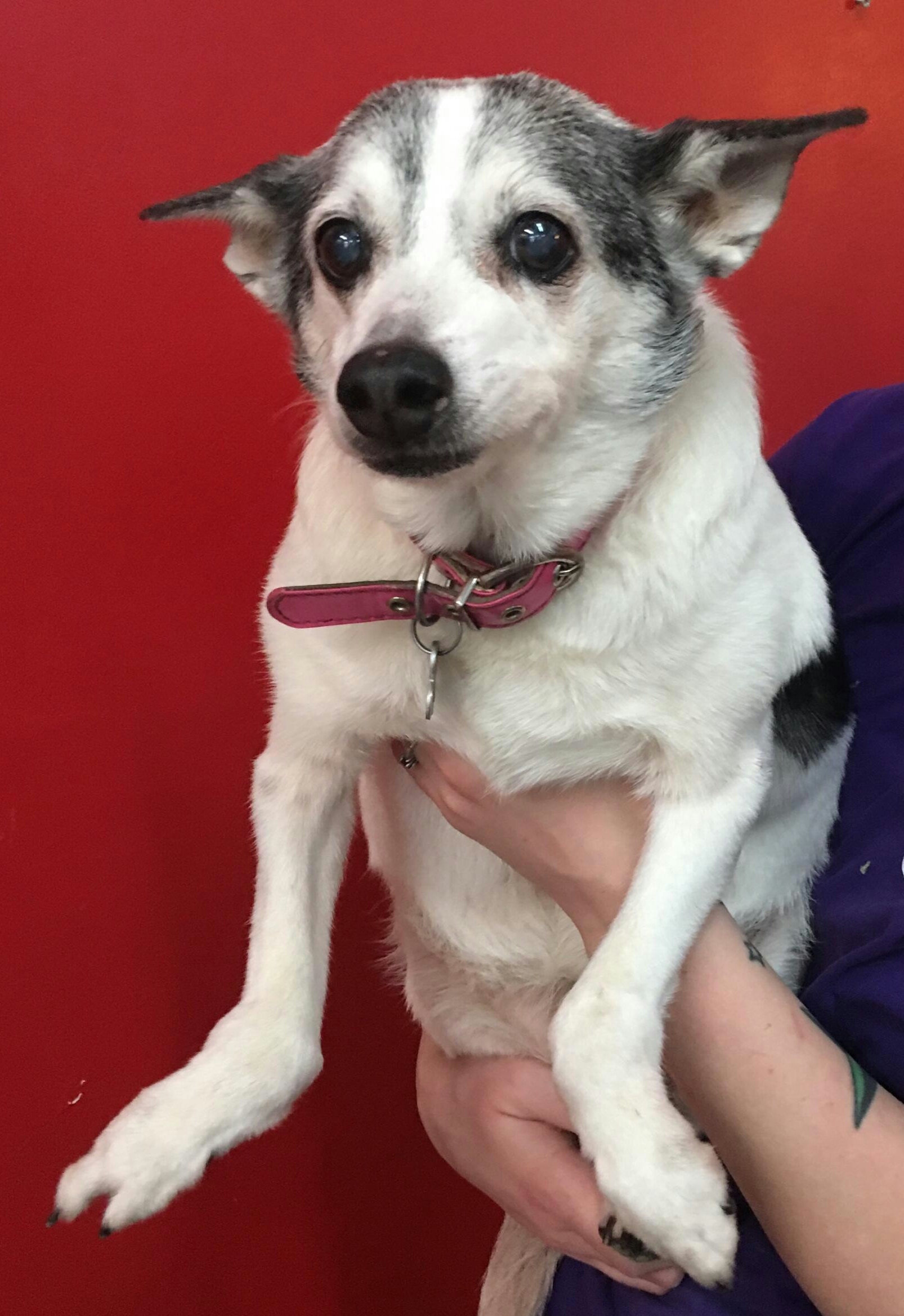 Warner robins humane society